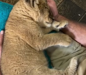 N2404003_A kind couple adopted an abandoned lion cub, and then this happened…( PART 2)