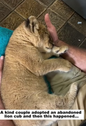 N2404003_A kind couple adopted an abandoned lion cub, and then this happened…( PART 2)