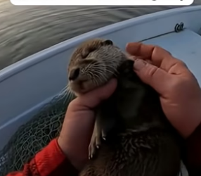T2404003_He Pulled Up His Net And Found A Tangled Baby Otter � ( PART 2)