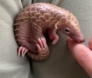 R2204010_She Found A Tiny Baby Pangolin In Her Backyard �( PART 2)