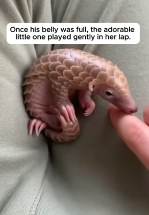 R2204010_She Found A Tiny Baby Pangolin In Her Backyard �( PART 2)