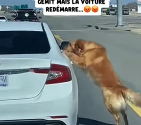 P2104005_Ils ont jeté ce golden retriever d’une  voiture… ce qu’il a fait ensuite m’a  brisé le cœur ��#sau_part2