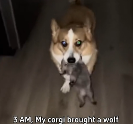 K2703001_3 AM  My corgi brought a wolf #rescueanimals #animalsoftiktok #rescue #animals_part2