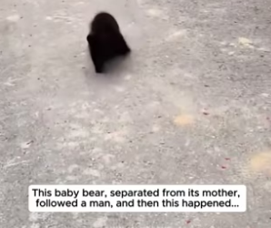 S0304008 Cute baby bear ( Part 2)