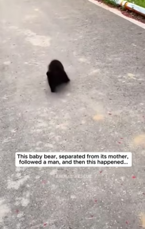 S0304008 Cute baby bear ( Part 2)