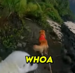 S2504005_My Dog Saved A Baby Tiger From A Volcano… But Then ��( PART 2)