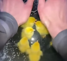 S2504003_The Chicks Got Trapped Under a Frozen Lake – Rescue Operation ( PART 2)
