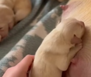 R2204016_She Refused To Give Up On The Tiny Labrador Puppy ❤️( PART 2)
