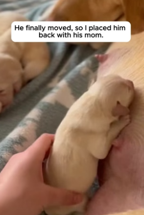 R2204016_She Refused To Give Up On The Tiny Labrador Puppy ❤️( PART 2)