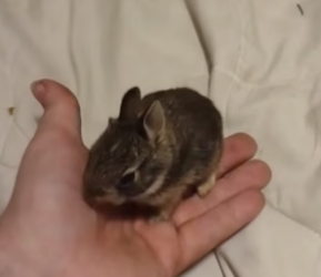 B2504001_Man found a baby rabbit lost its mother and brought it home ( PART 2)