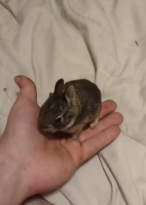B2504001_Man found a baby rabbit lost its mother and brought it home ( PART 2)