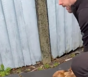 B2504002_Man found a fox thief but he adopted it with love ( PART 2)
