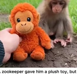 T2504004_They Hit The Baby Monkey Until He Found Comfort ❤️ ( PART 2)
