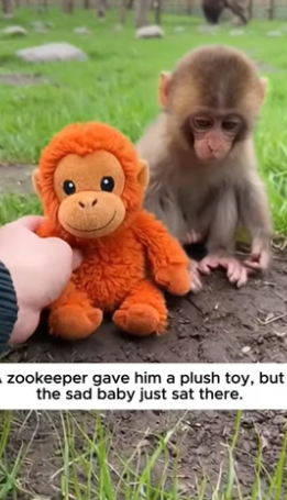 T2504004_They Hit The Baby Monkey Until He Found Comfort ❤️ ( PART 2)