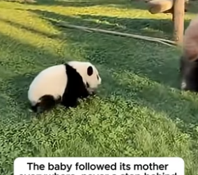 T1904001_A Tiny Baby Panda Screamed For Its Sick Mother � ( PART 2)