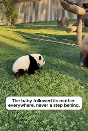 T1904001_A Tiny Baby Panda Screamed For Its Sick Mother � ( PART 2)