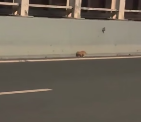 T2404006_A poor kitten was walking on the road I rescued and adopted it � ( PART 2)