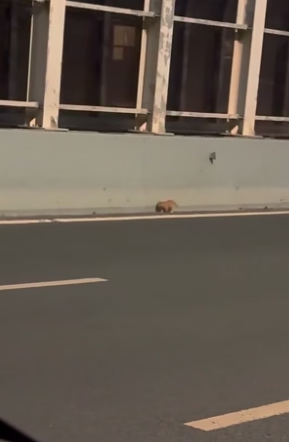 T2404006_A poor kitten was walking on the road I rescued and adopted it � ( PART 2)