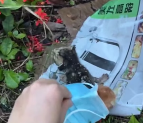 T2404005_rescue poor kittens and happy ending � ( PART 2)