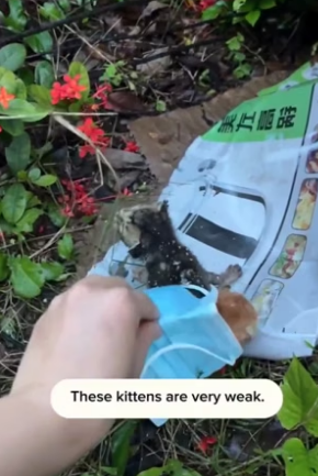 T2404005_rescue poor kittens and happy ending � ( PART 2)