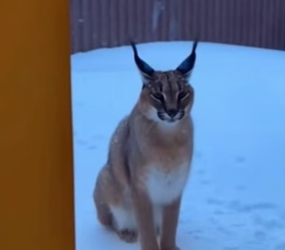 B2504002_A caracal suddenly slammed into my door ( PART 2)