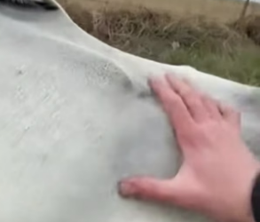 B2504004_A white horse slammed into my car… then collapsed on the road ( PART 2)