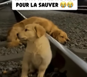 P2504003_Tout le monde filmait ce  chiot tombé Sur les rails  du métro… moi j’ai sauté  sur les rails pour le_part2