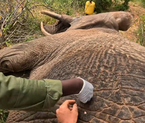 W0104004 More than 4,000 elephants treated and counting. This was one of our most recent patients a young (Part 2)