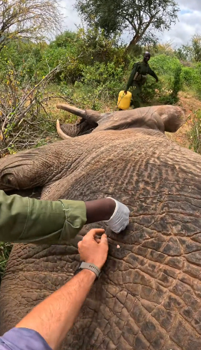 W0104004 More than 4,000 elephants treated and counting. This was one of our most recent patients a young (Part 2)