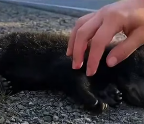 P2604002_Je découvre un ourson blessé  et abandonné sur le bord de  la route … ��(PARTIE 2)