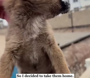 K0204002 I found 2 puppies on the street.. had to help ( Part 2)