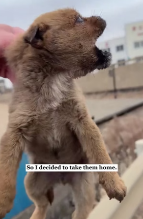 K0204002 I found 2 puppies on the street.. had to help ( Part 2)
