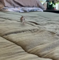 B2604004_Girl found a baby quail in sewer and brought it home (PART 2)