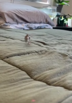 B2604004_Girl found a baby quail in sewer and brought it home (PART 2)