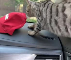 B2604003_This stray cat jumped into my car and I brought it home (PART 2)