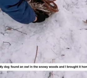 B2604002_My dog found an owl in the snowy woods and I brought it home (PART 2)