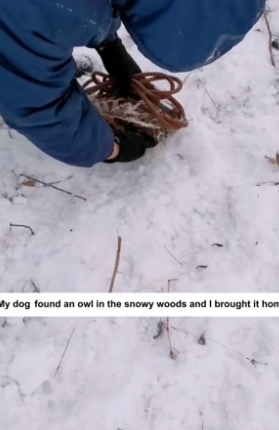 B2604002_My dog found an owl in the snowy woods and I brought it home (PART 2)