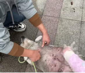 B2504006_Man rescued stray dog big belly adopt (PART 2)