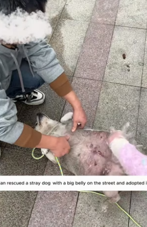 B2504006_Man rescued stray dog big belly adopt (PART 2)