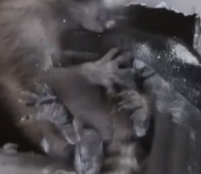 B2504004_Man found a baby raccoon on the ceiling and adopted it (PART 2)