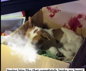 K0204003 This blind puppy was abandoned…but now he found family! (Part 2)