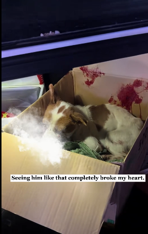 K0204003 This blind puppy was abandoned…but now he found family! (Part 2)