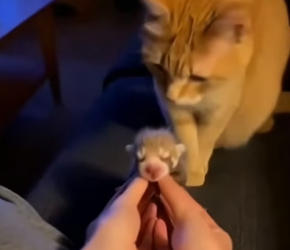 S2604001_My cat brought something home…and I wasn’t ready for this story.��   PART 2