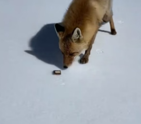 N2604001_A kind man fed a fox that was stealing fish, and then this happened…PART 2