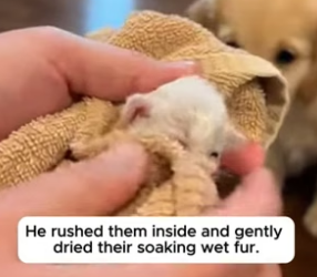 T2504006_He Found A Crying Kitten & Puppy In The Rain � PART 2