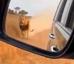 T2604001_A Baby Gazelle Jumped In Her Car To Save His Life � PART 2