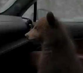T2604003_Wolves Were Dragging A Baby Bear Until He Saved Him � PART 2
