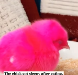 K3003003 A pink chick was heartlessly kicked aside and then…(Part 2)