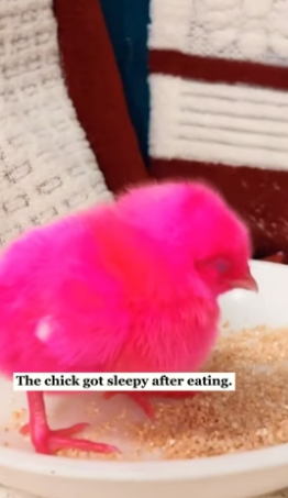 K3003003 A pink chick was heartlessly kicked aside and then…(Part 2)