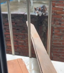 T2604001_rescue kitten and happy ending � PART 2
